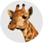 Evan