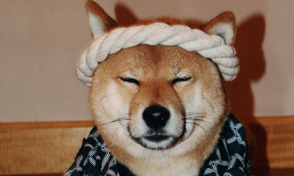 你看他好像一条狗啊